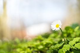 Een prachtige Madeliefje