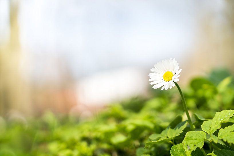 Een prachtige Madeliefje by Marcel Derweduwen