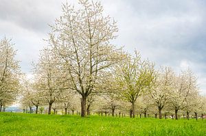 Blossoming fruit trees during springtime in Southern Limburg