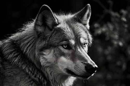 Sereen portret van een wolf in zwart-wit