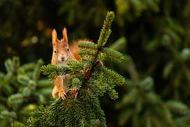 Squirrel - ready to jump by Meleah Fotografie