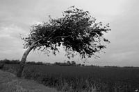 Wind Tree