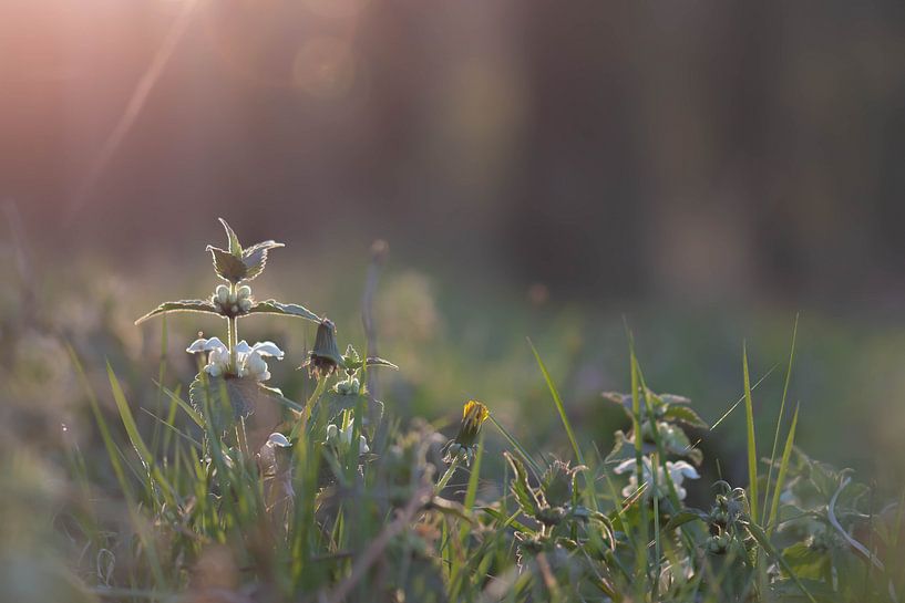 zonnig onkruid van Tania Perneel