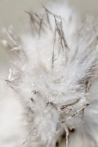 Pluis. Explosie van druppels.