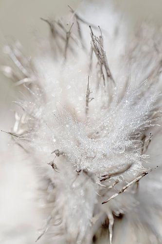 Pluis. Explosie van druppels.