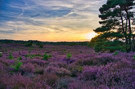 Drouwenerzand heathland in Holland by Tanja Voigt