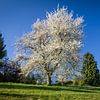 Blühender Kirschbaum im Taunus von Christian Müringer
