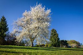 Blossoming cherry tree in the Taunus Mountains by Christian Müringer