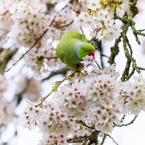 Halsbandparkiettussen de kleurrijke bloesems van Hans Brinkel