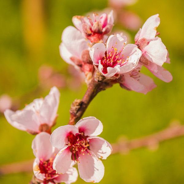 Cerises de vigne I par Piret Victoria Ribas Art & Photography