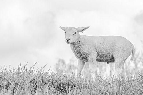 Agneau dans la prairie