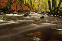 Herbst auf der Hoëgne, in den belgischen Ardennen