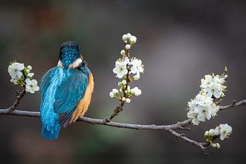 Ijsvogel in de bloesem van Walter Roost