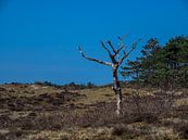 Blauer Himmel auf der Heide von Martijn Tilroe Miniaturansicht