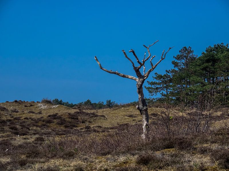 Blauer Himmel auf der Heide von Martijn Tilroe