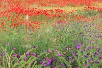 Colorfull Field