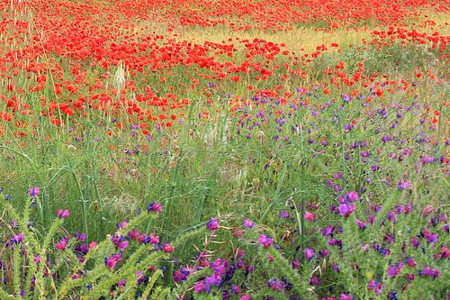 Colorfull Field
