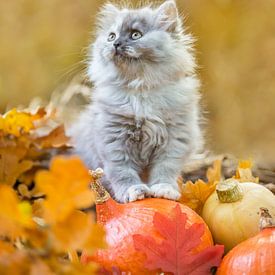 Schattige kitten herfst van Leora Kalisvaart