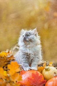 Schattige kitten herfst van Leora Kalisvaart