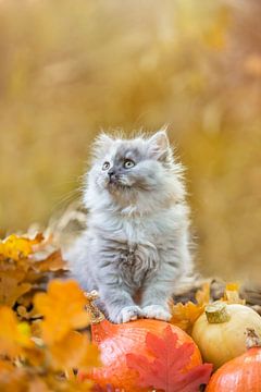 Schattige kitten herfst van Leora Kalisvaart