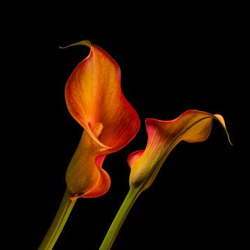 On Fire and Flame. by Alie Ekkelenkamp