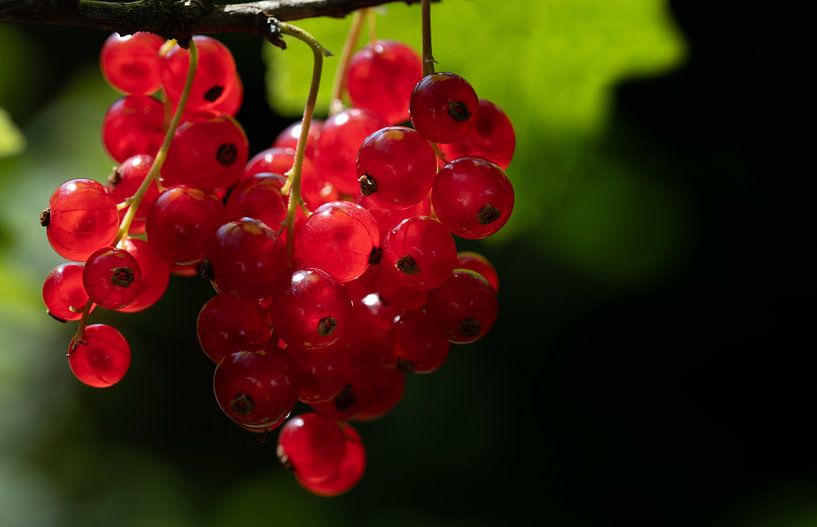 Rote Johannisbeeren in der Sonne von Ulrike Leone