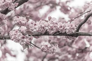Branch with cherry blossoms