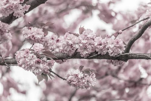 Tak met kersenbloesems