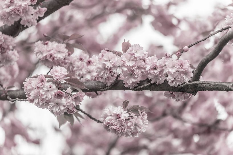 Zweig mit Kirschblüten von Melanie Viola