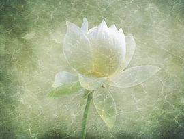 Untergetaucht von Thomas Herzog