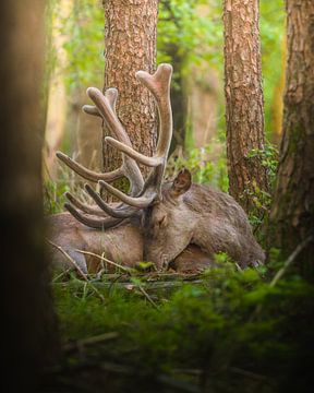 The sleeping red deer by Wennekes Photography