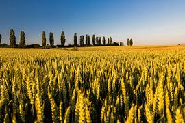 Sunrise with a beautiful view of the typical Italian poplars by Kim Willems
