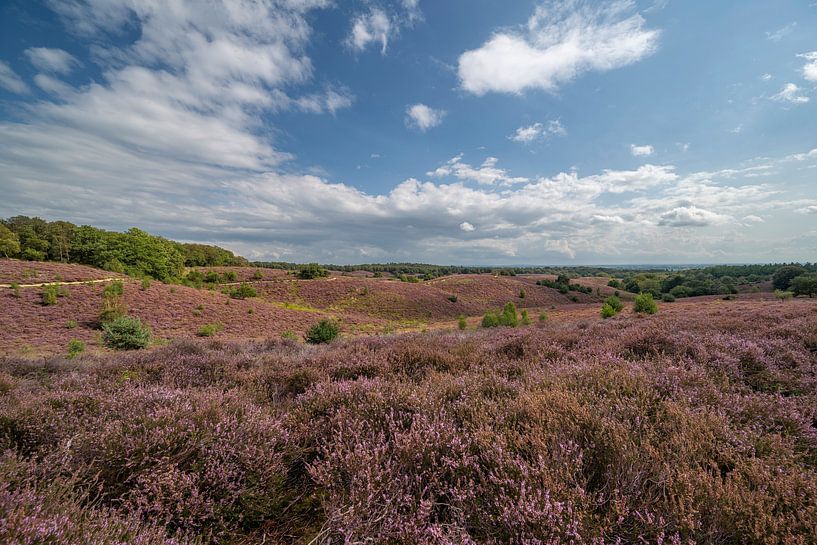 Blooming heathland Posbank by Peter Bartelings