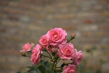 roze rosen, pink flower van harm Henstra