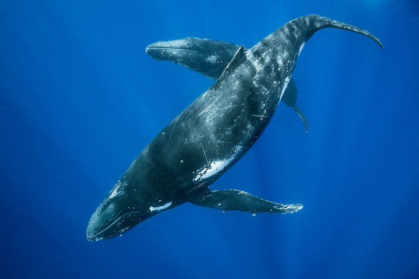 Deux baleines à bosse dansant dans l'océan Pacifique par Koen Hoekemeijer