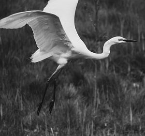 Witte reiger