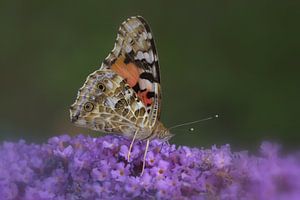 Buttrtfly von Ab Donker