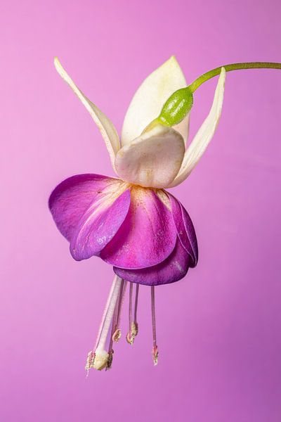 Fuchsie 4 von Pieter van Roijen