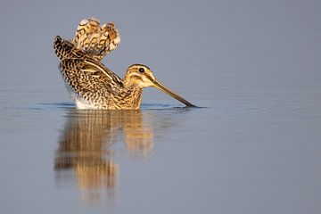 Vogels | Watersnip bij zonsopkomst van Servan Ott