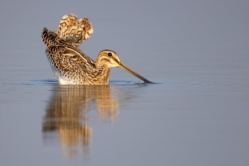 Vogels | Watersnip bij zonsopkomst van Servan Ott