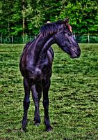Paard in de wei