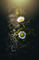 Lichtpunkt