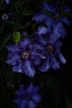 Clematis sur Mees&Tess