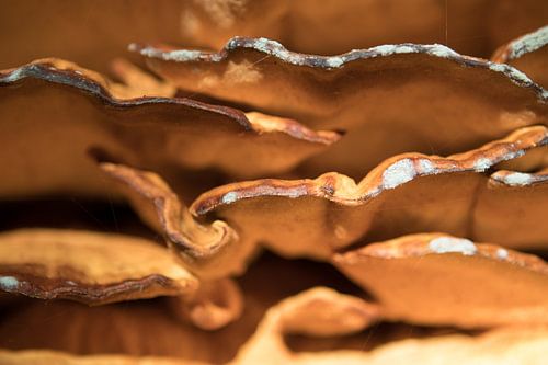 Paddestoelsporen (2)