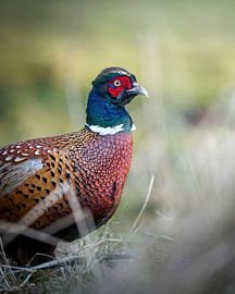 Fasan von Tom Zwerver