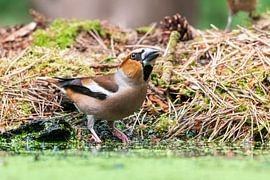 Apfelfink von Merijn Loch