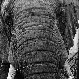 Elephant in Pilanesberg sur Leon Buijs
