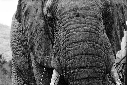 Elephant in Pilanesberg