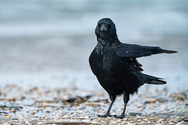 Schwarze Krähe am Strand