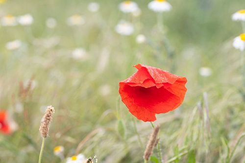 papaver